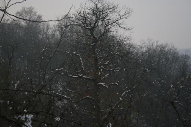 alberi_0048.jpg