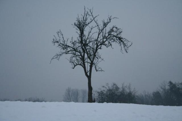 alberi_0050.jpg