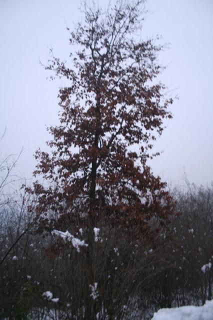 alberi_0051.jpg