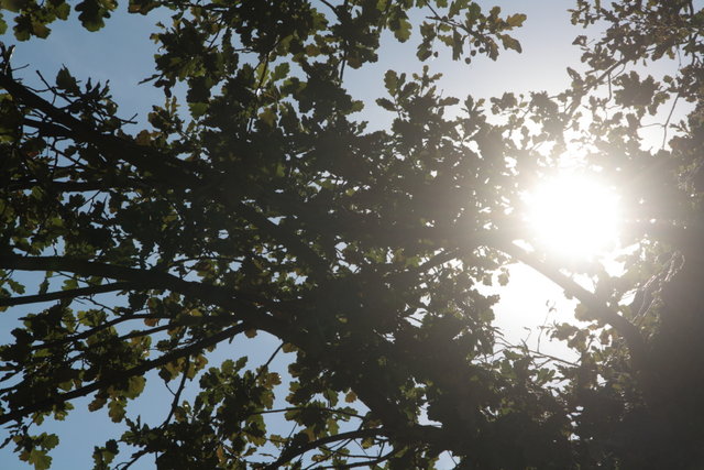 alberi centenari 003