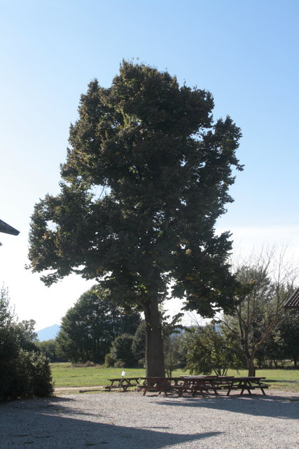 alberi centenari 011