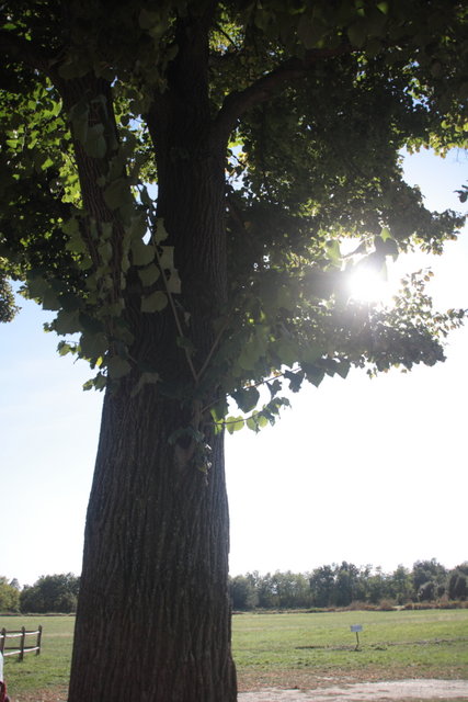 alberi centenari 014