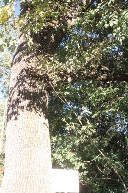 alberi centenari 058