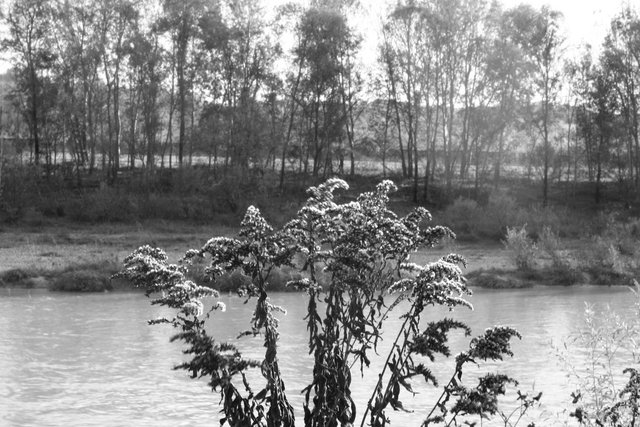 autunno in bianconero01