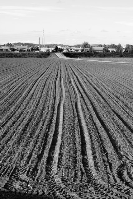 autunno in bianconero08