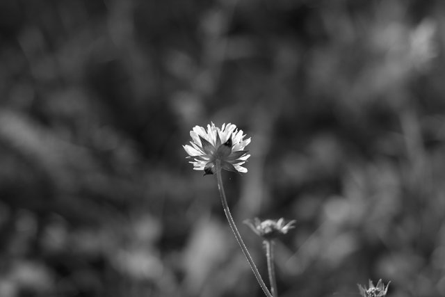 autunno in bianconero12